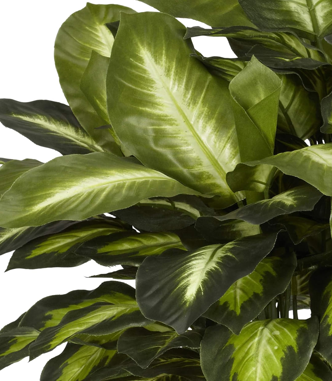 Convallis quam sit - Image 2